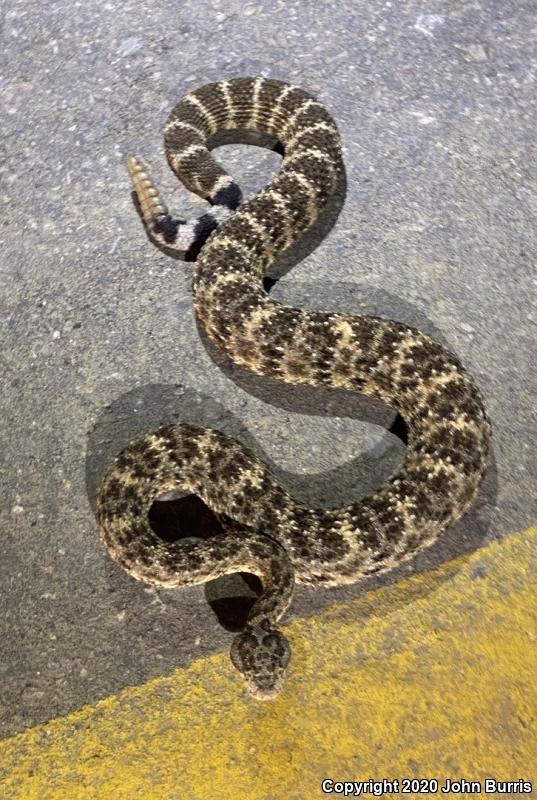 Speckled Rattlesnake (Crotalus mitchellii)