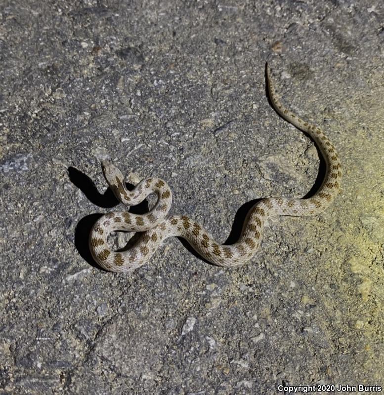 Coast Nightsnake (Hypsiglena ochrorhyncha ochrorhyncha)