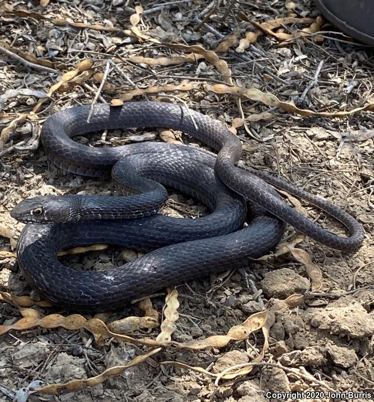 Baja California Coachwhip (Coluber fuliginosus)