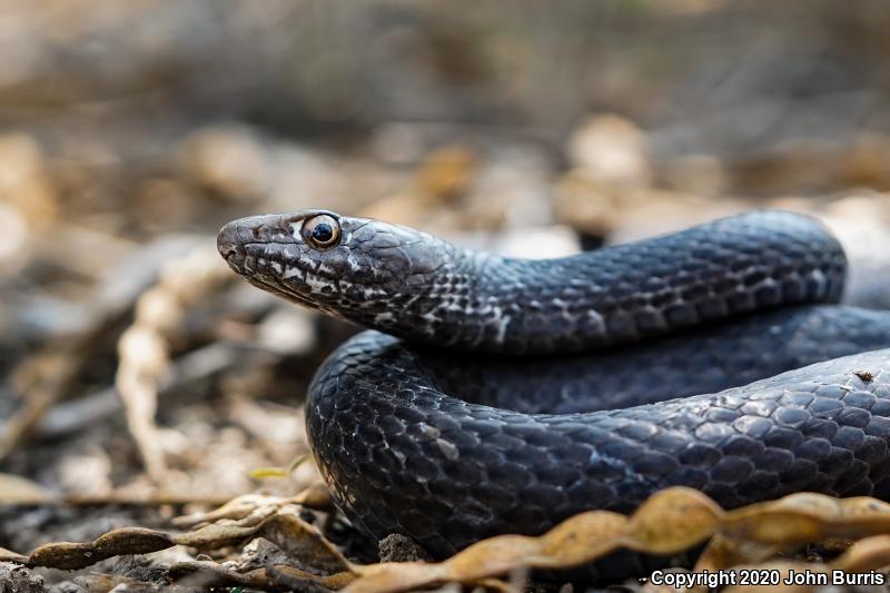 Baja California Coachwhip (Coluber fuliginosus)