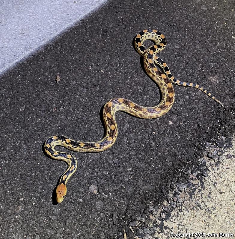 Baja California Gophersnake (Pituophis catenifer bimaris)