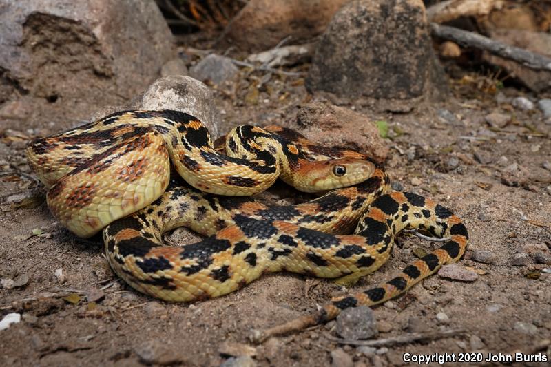 Baja California Gophersnake (Pituophis catenifer bimaris)