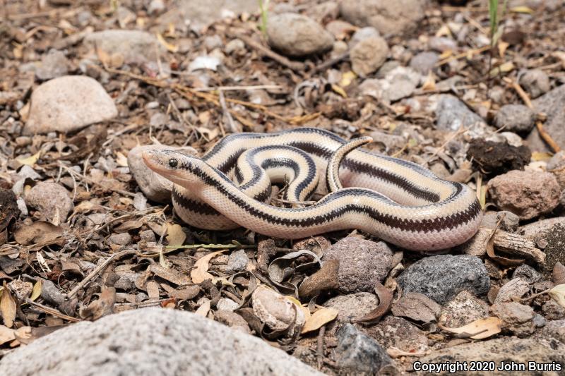 Rosy Boa (Lichanura trivirgata)