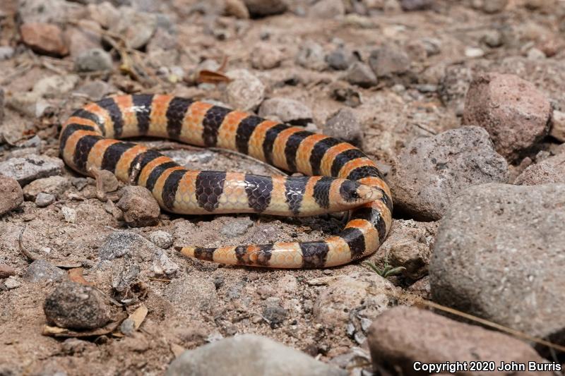 Variable Sandsnake (Chilomeniscus stramineus)