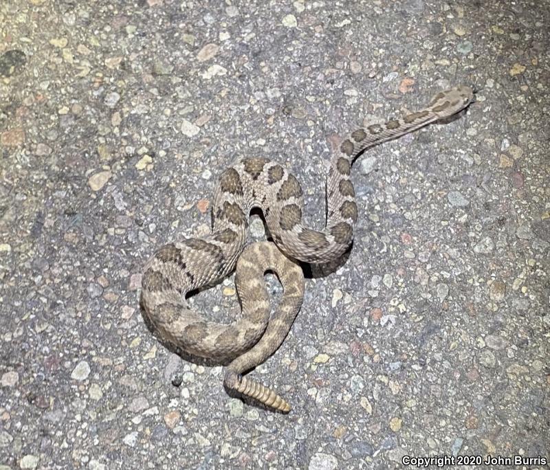 Lower California Rattlesnake (Crotalus enyo enyo)