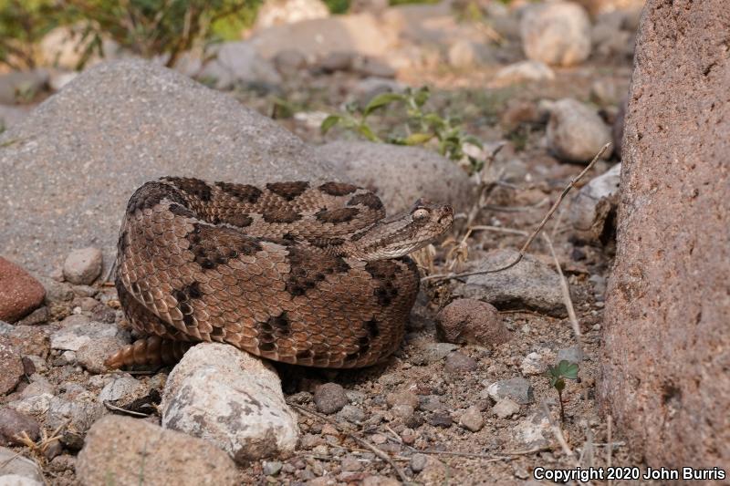 Lower California Rattlesnake (Crotalus enyo enyo)