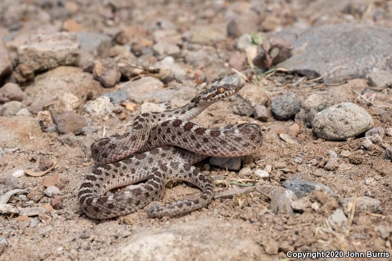 Desert Nightsnake (Hypsiglena chlorophaea)