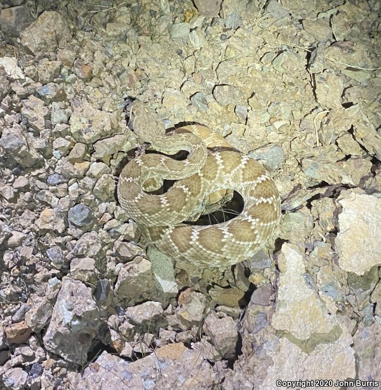 Red Diamond Rattlesnake (Crotalus ruber)