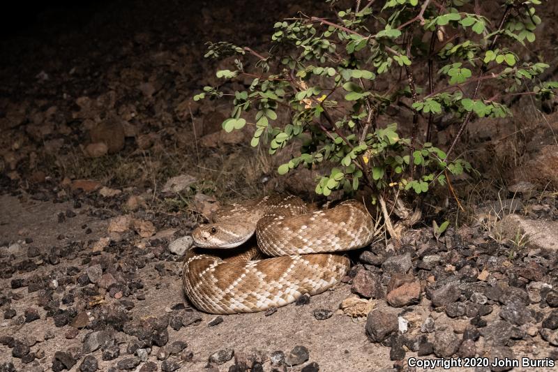 Red Diamond Rattlesnake (Crotalus ruber)