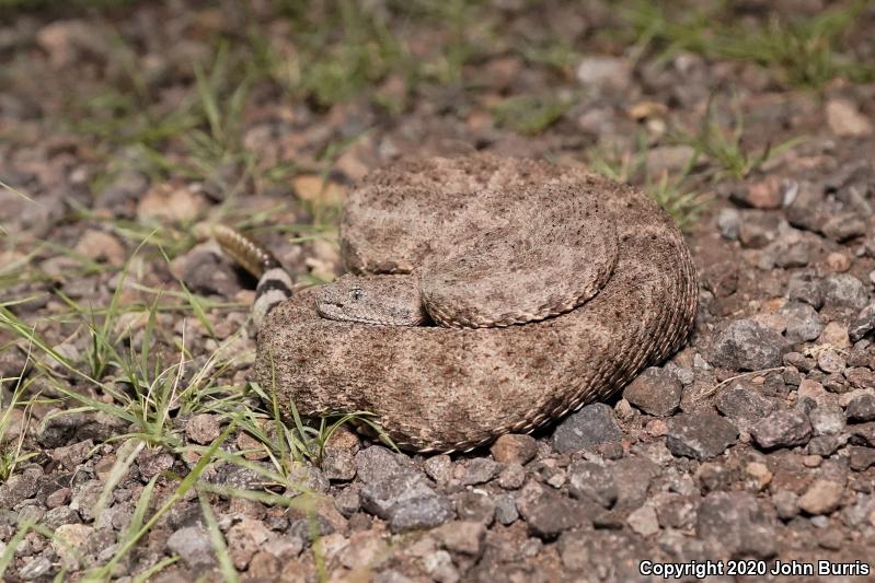 Speckled Rattlesnake (Crotalus mitchellii)