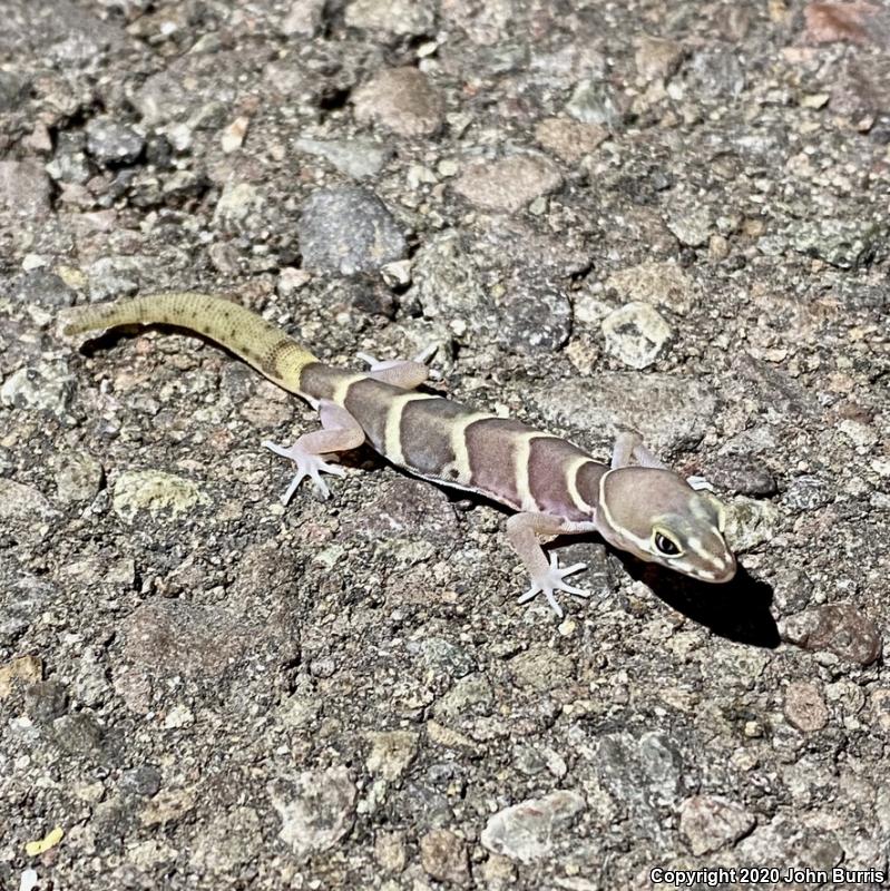 San Lucan Banded Gecko (Coleonyx variegatus peninsularis)