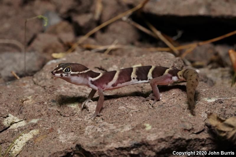 San Lucan Banded Gecko (Coleonyx variegatus peninsularis)