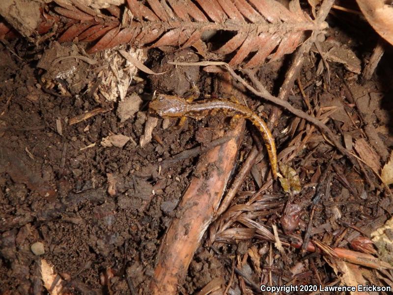 Oregon Ensatina (Ensatina eschscholtzii oregonensis)