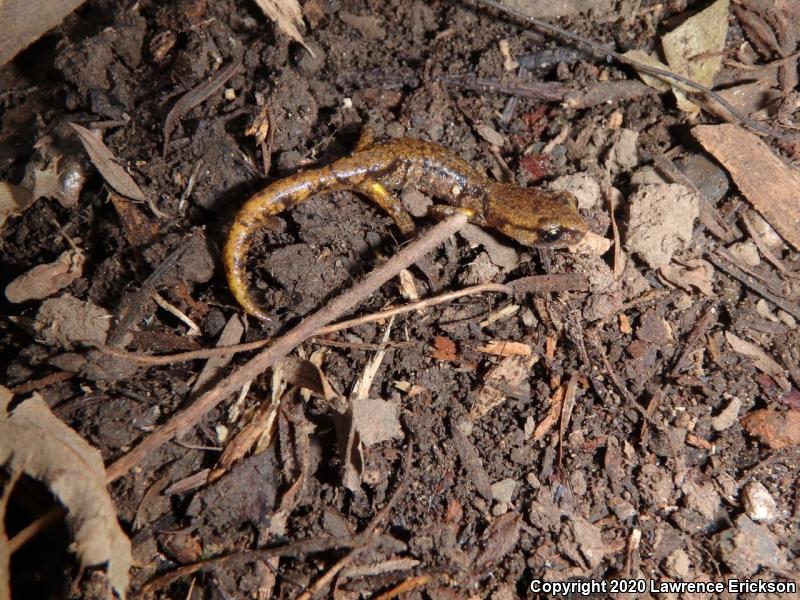 Oregon Ensatina (Ensatina eschscholtzii oregonensis)