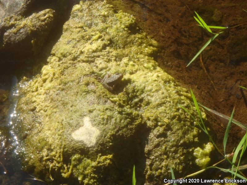 Foothill Yellow-legged Frog (Rana boylii)