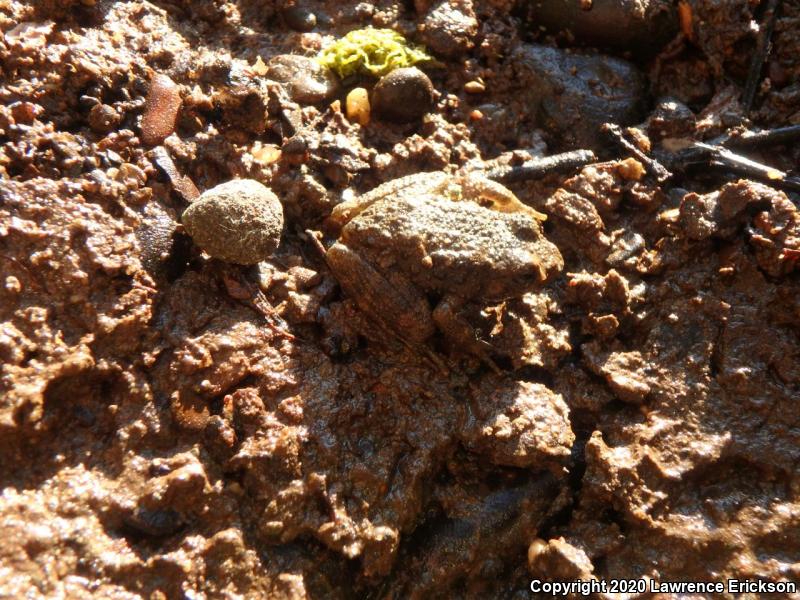 Foothill Yellow-legged Frog (Rana boylii)