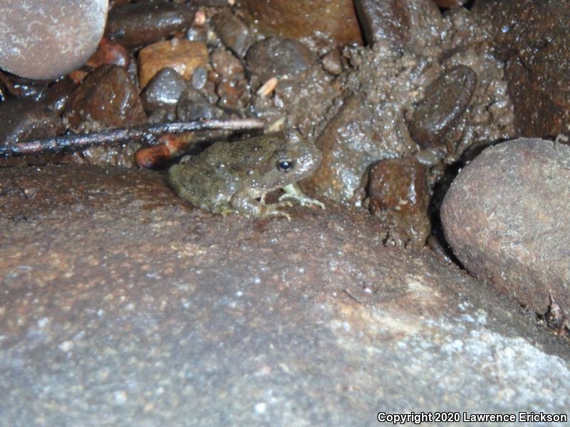 Foothill Yellow-legged Frog (Rana boylii)