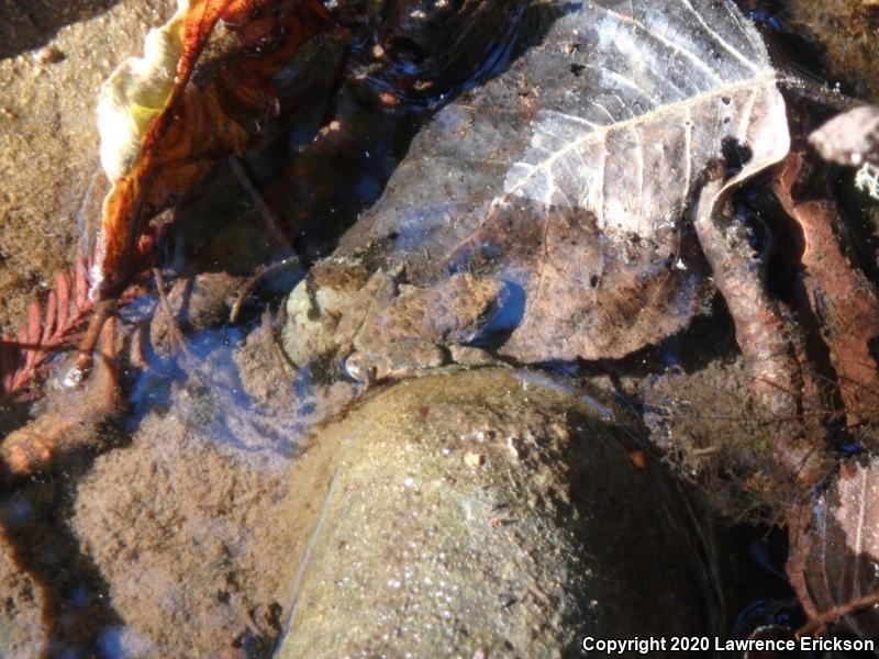 Foothill Yellow-legged Frog (Rana boylii)