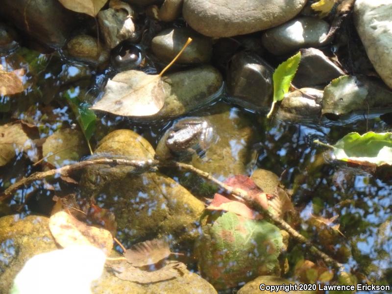 Foothill Yellow-legged Frog (Rana boylii)