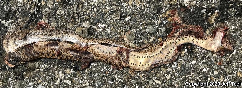 San Diego Gopher Snake (Pituophis catenifer annectens)