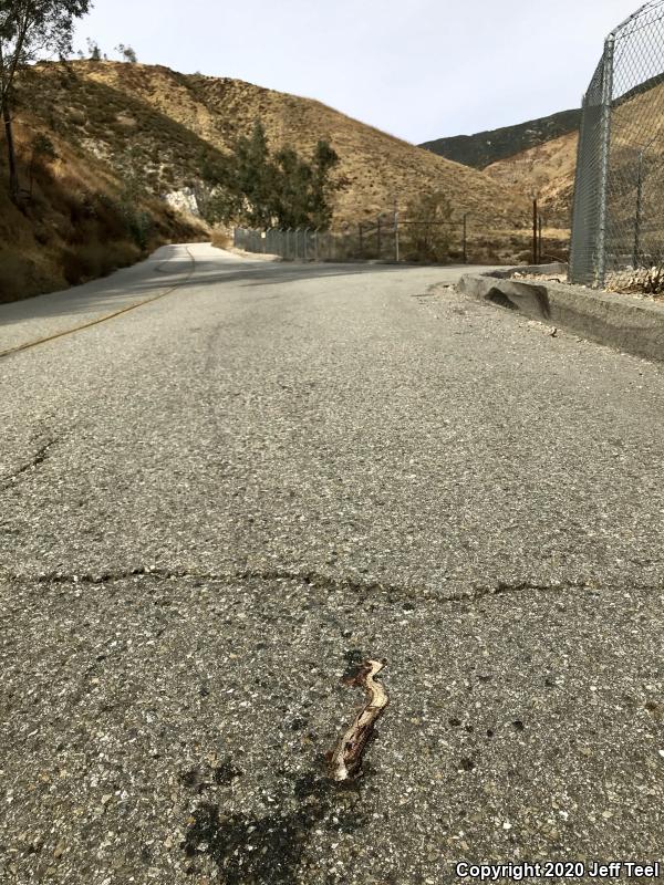 San Diego Gopher Snake (Pituophis catenifer annectens)