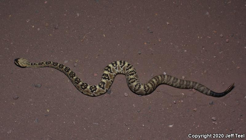 Northern Black-tailed Rattlesnake (Crotalus molossus molossus)