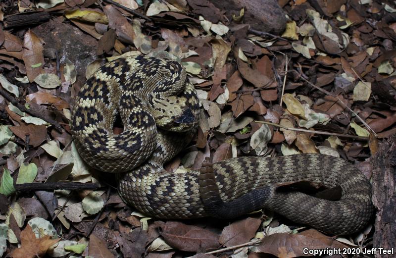 Northern Black-tailed Rattlesnake (Crotalus molossus molossus)