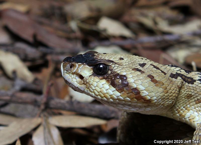 Northern Black-tailed Rattlesnake (Crotalus molossus molossus)