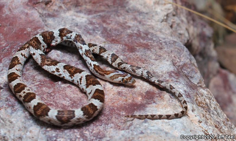 Sonoran Lyresnake (Trimorphodon biscutatus lambda)