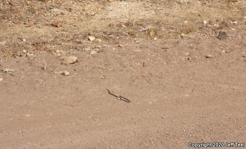 Regal Ring-necked Snake (Diadophis punctatus regalis)