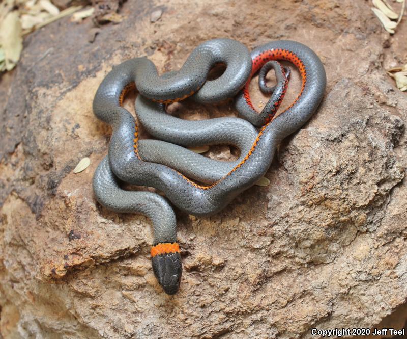 Regal Ring-necked Snake (Diadophis punctatus regalis)