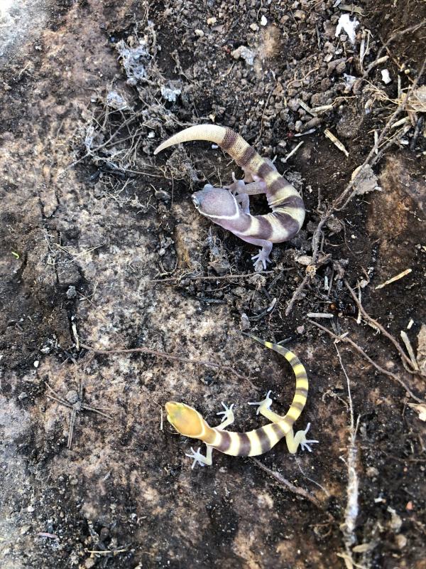 San Diego Banded Gecko (Coleonyx variegatus abbotti)