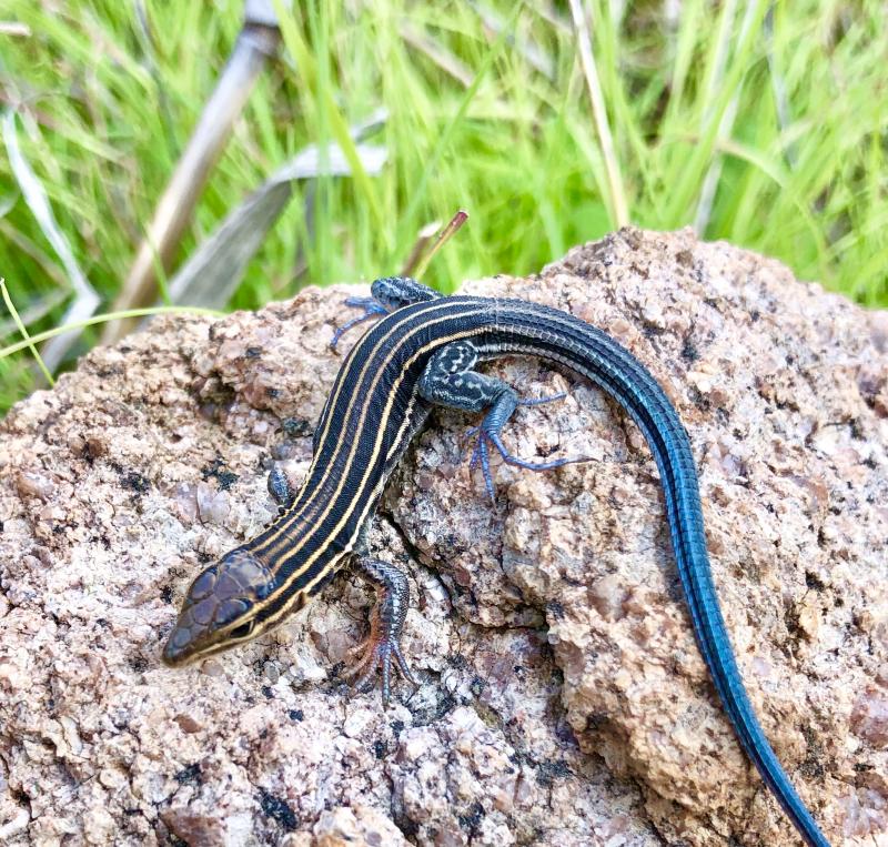 Belding's Orange-throated Whiptail (Aspidoscelis hyperythra beldingi)