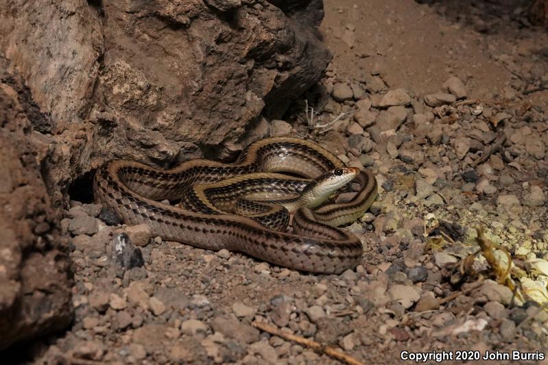 Baja California Patch-nosed Snake (Salvadora hexalepis klauberi)