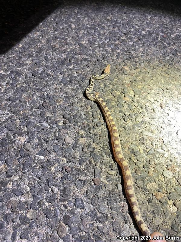 Baja California Gophersnake (Pituophis catenifer bimaris)