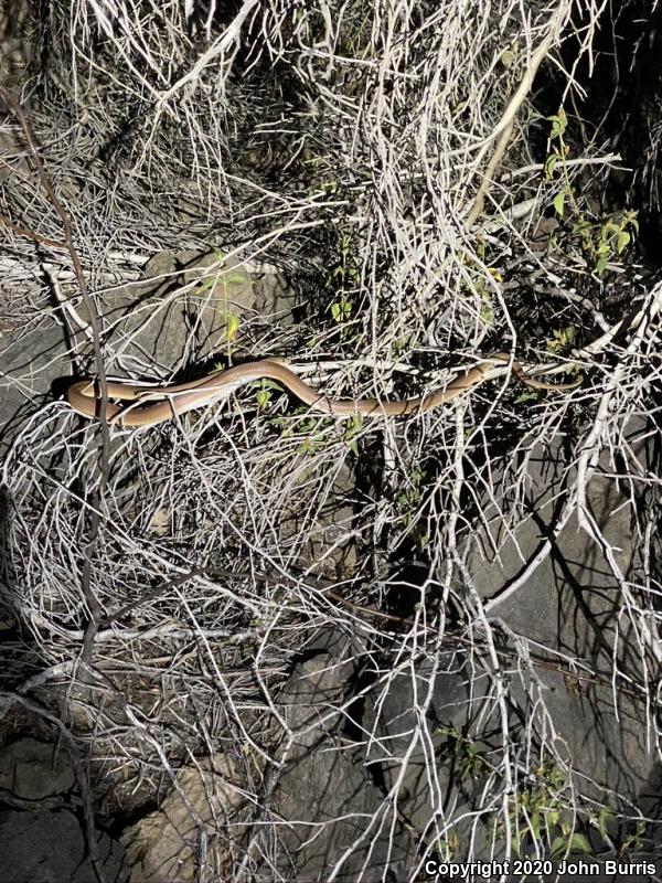 Baja California Rat Snake (Bogertophis rosaliae)