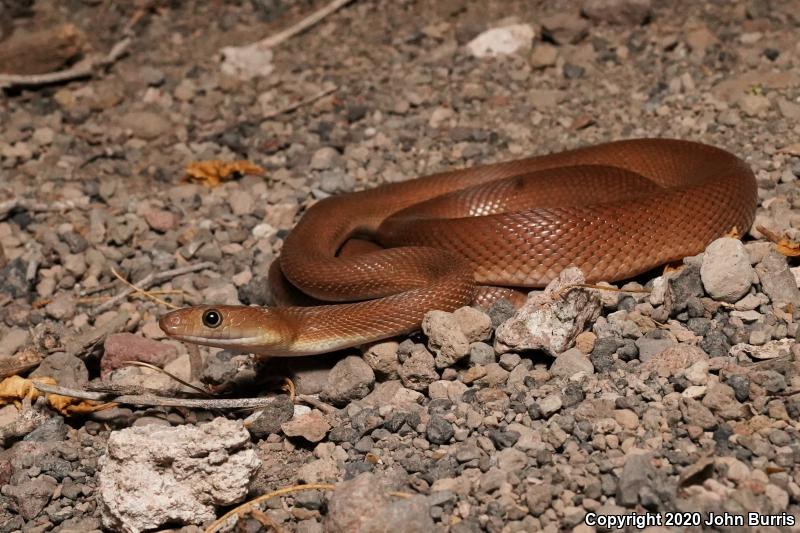 Baja California Rat Snake (Bogertophis rosaliae)