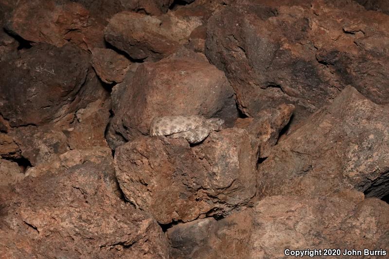 San Lucan Speckled Rattlesnake (Crotalus mitchellii mitchellii)