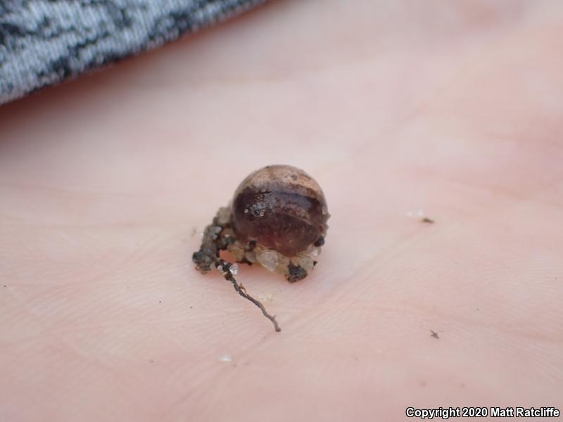 Marbled Salamander (Ambystoma opacum)