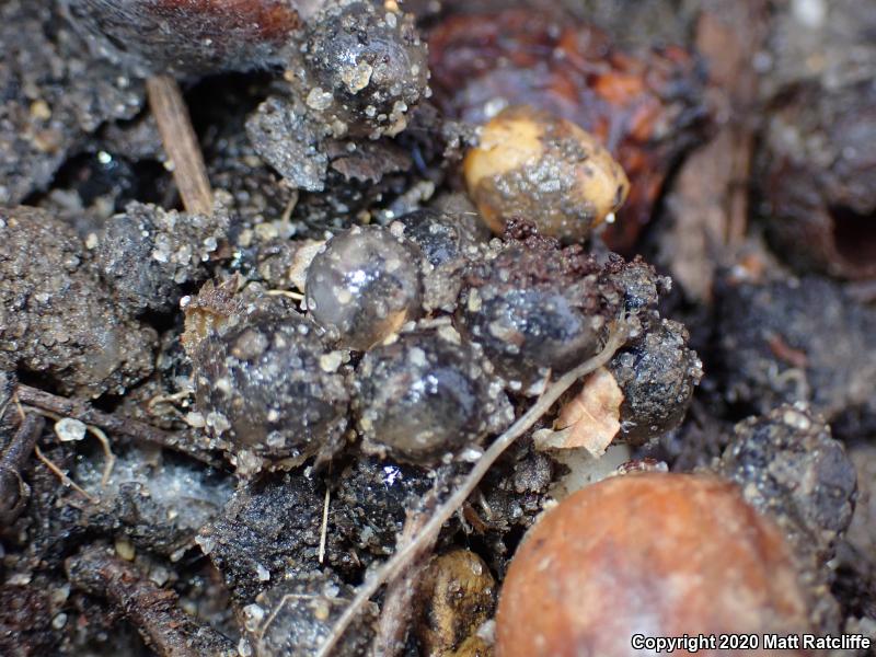 Marbled Salamander (Ambystoma opacum)