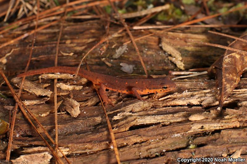 Central Newt (Notophthalmus viridescens louisianensis)