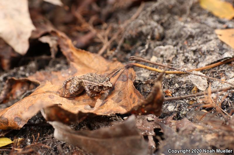 Greenhouse Frog (Eleutherodactylus planirostris)