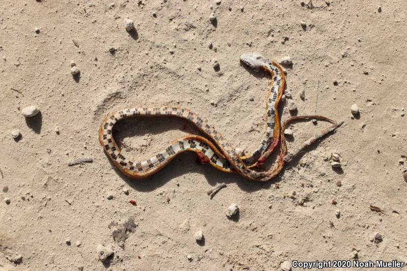 Red Cornsnake (Pantherophis guttatus)