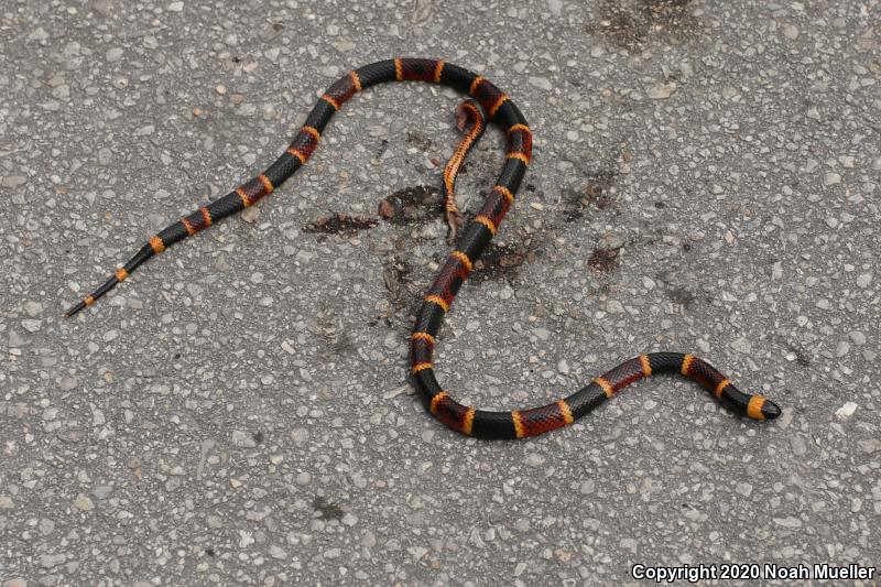 Eastern Coral Snake (Micrurus fulvius)