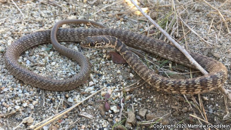 Red Racer (Coluber flagellum piceus)