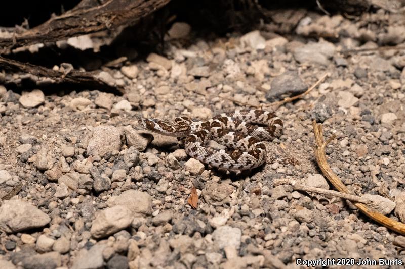 Baja California Lyresnake (Trimorphodon biscutatus lyrophanes)