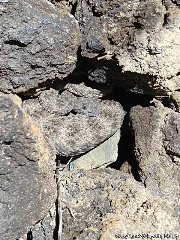 San Lucan Speckled Rattlesnake (Crotalus mitchellii mitchellii)