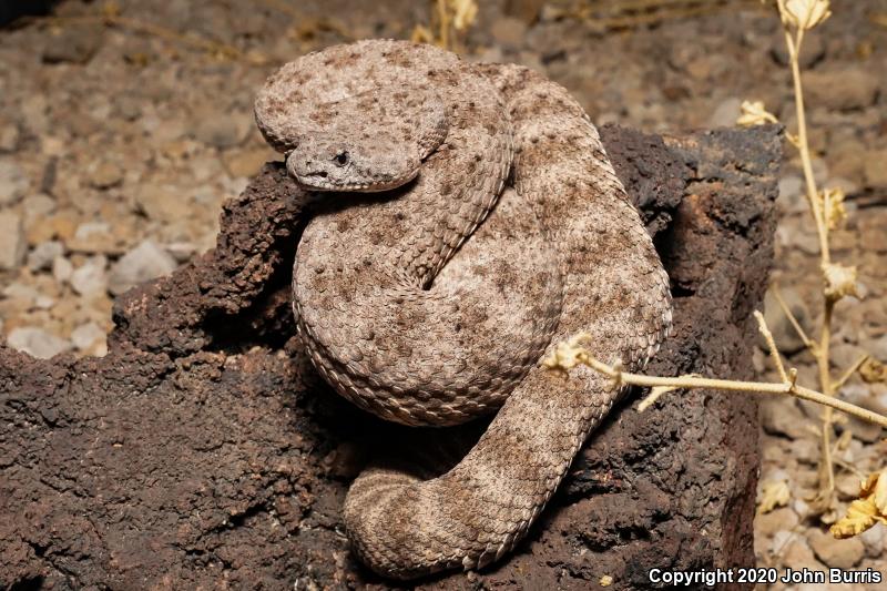 San Lucan Speckled Rattlesnake (Crotalus mitchellii mitchellii)