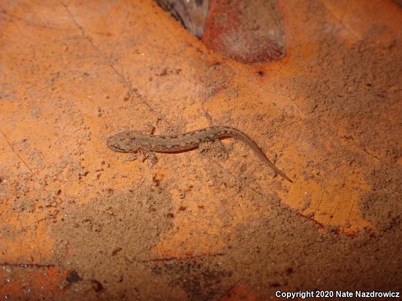 Northern Two-lined Salamander (Eurycea bislineata)