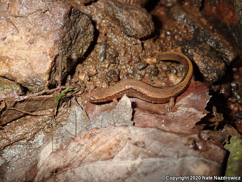 Northern Two-lined Salamander (Eurycea bislineata)